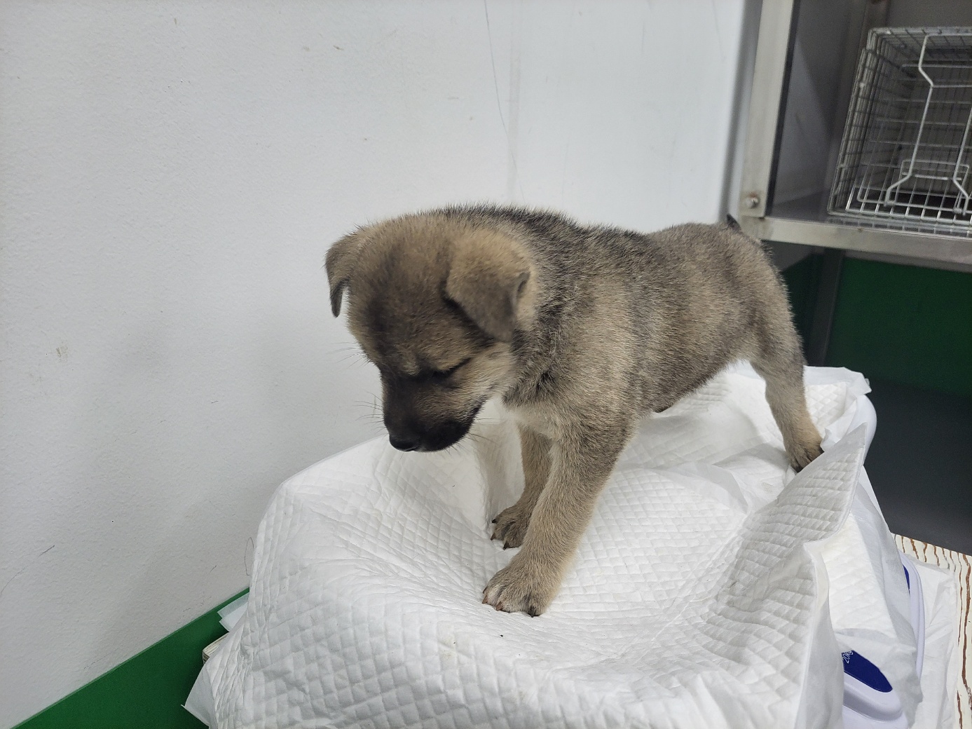 고양시동물보호센터_441394202301421